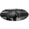 Bear Scene