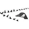 Flock Of Geese
