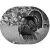 Turkey Scene